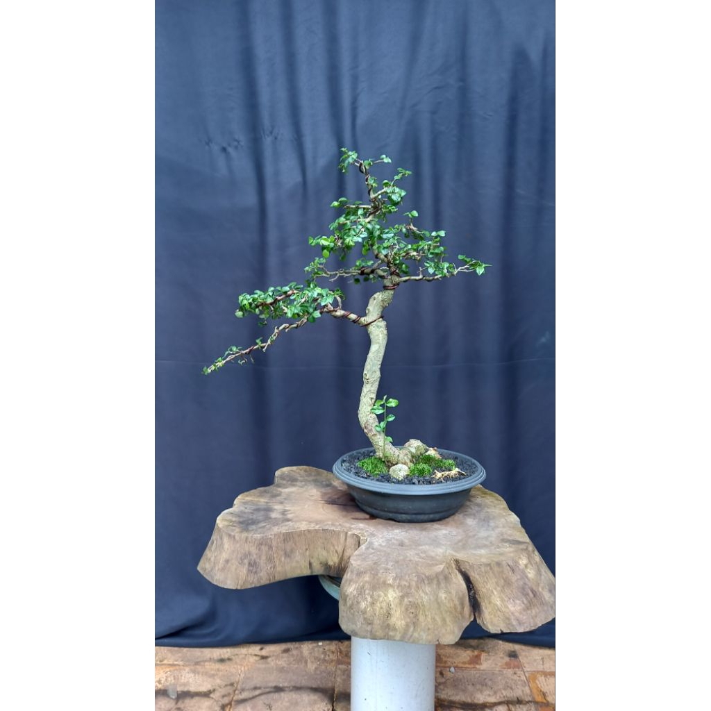 BONSAI POHON KISERUT/SERUT/STREBLUS ASPER