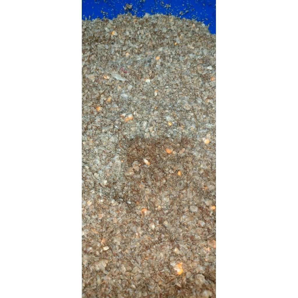 tumpi jagung fermentasi