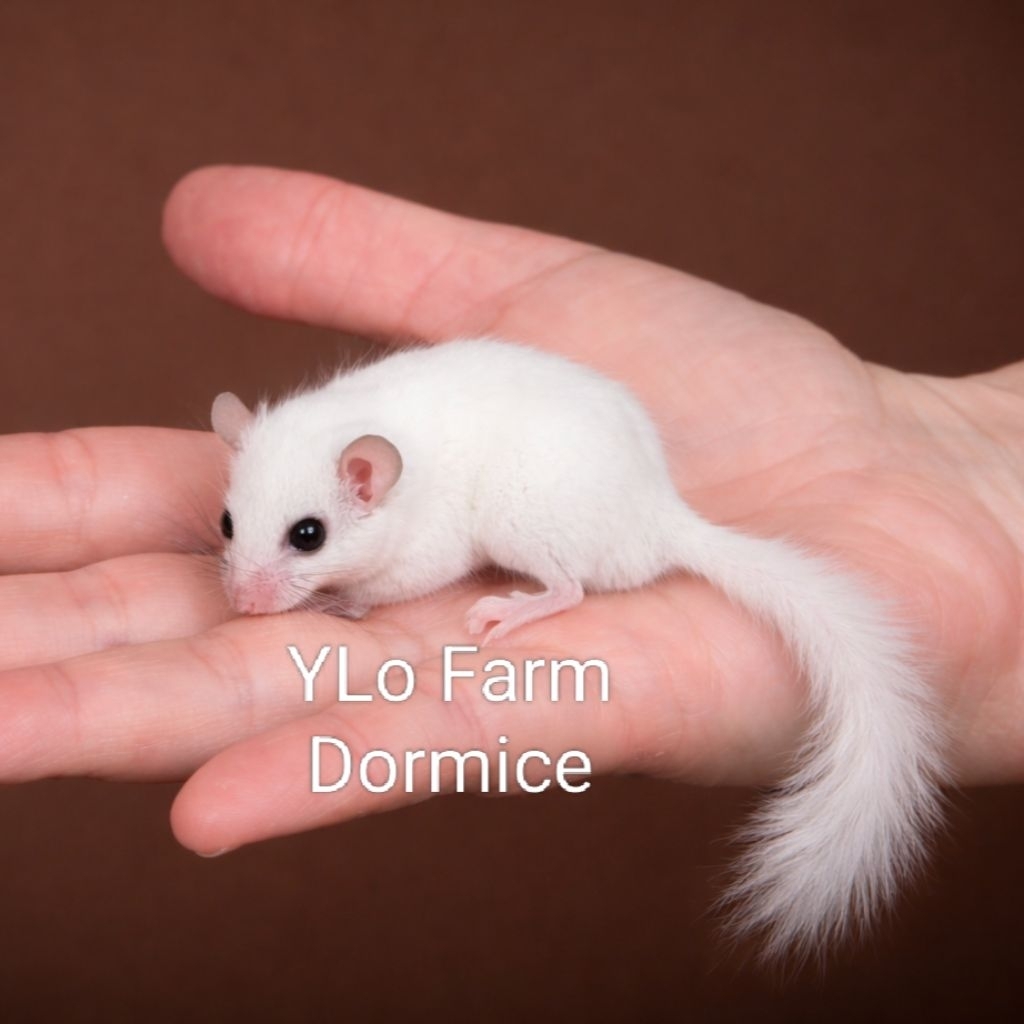 Dormice African Pygmy Line Snow