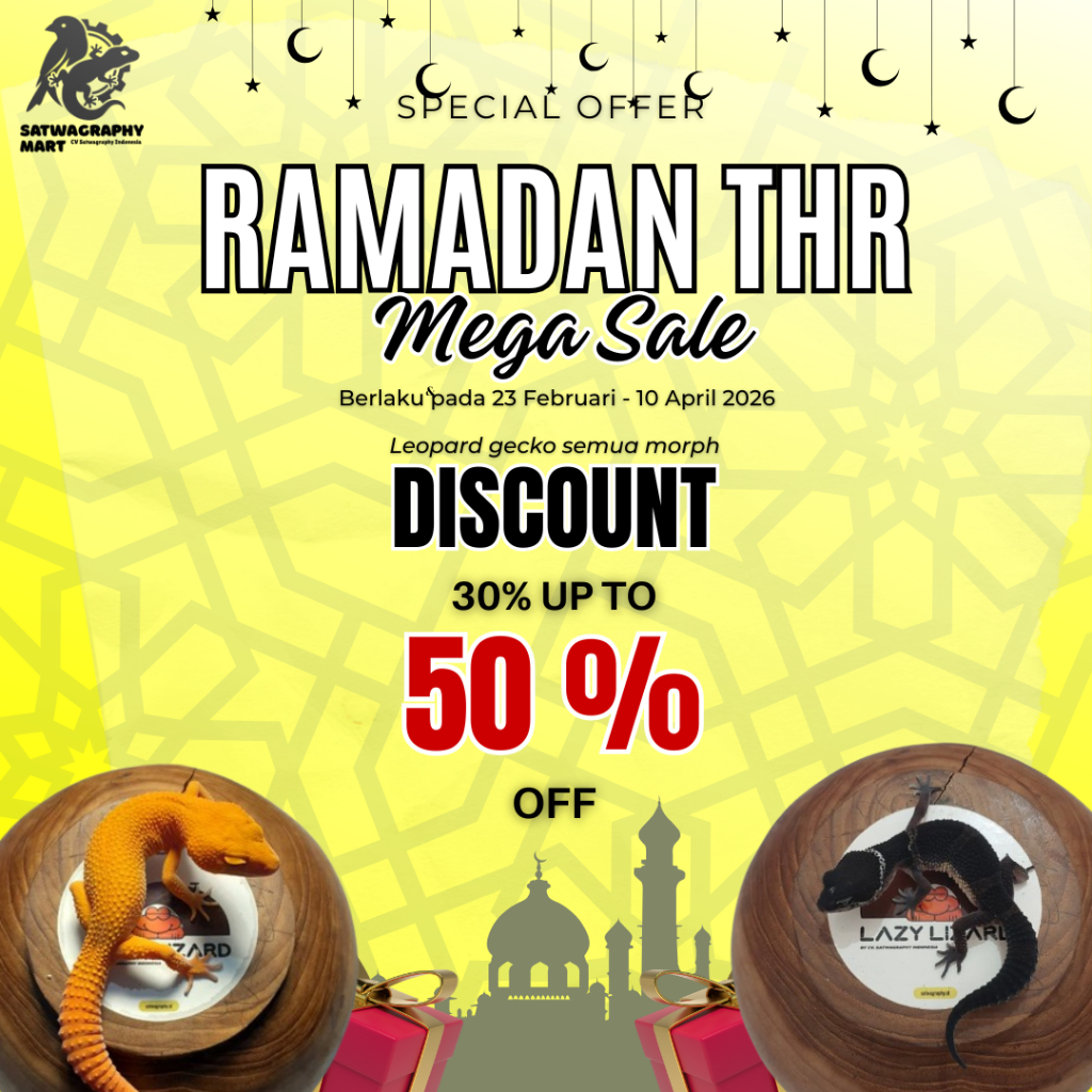 Mainan Anak Leopard Gecko Premium Murah Berbagai Warna dan Morph