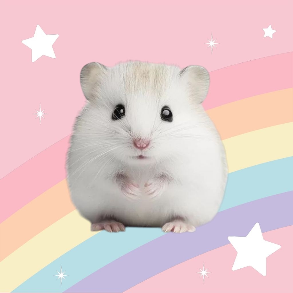 HAMSTER ROBOROVSKI HAMSTER LUCU HAMSTER GEMOY HAMSTER ROBOSKI TIDAK GIGIT HAMSTER JINAK HAMSTER SEHA