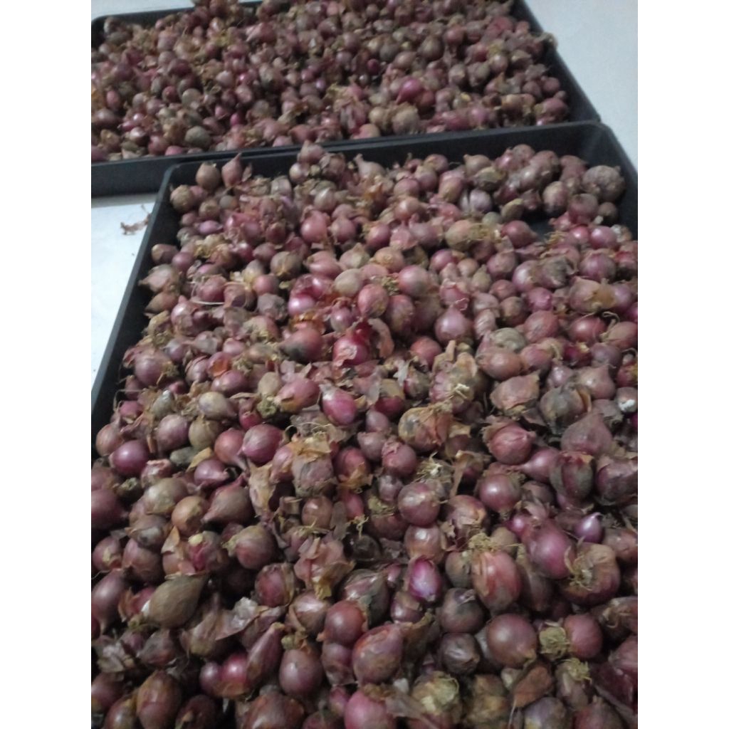 bawang merah lokal 1kg