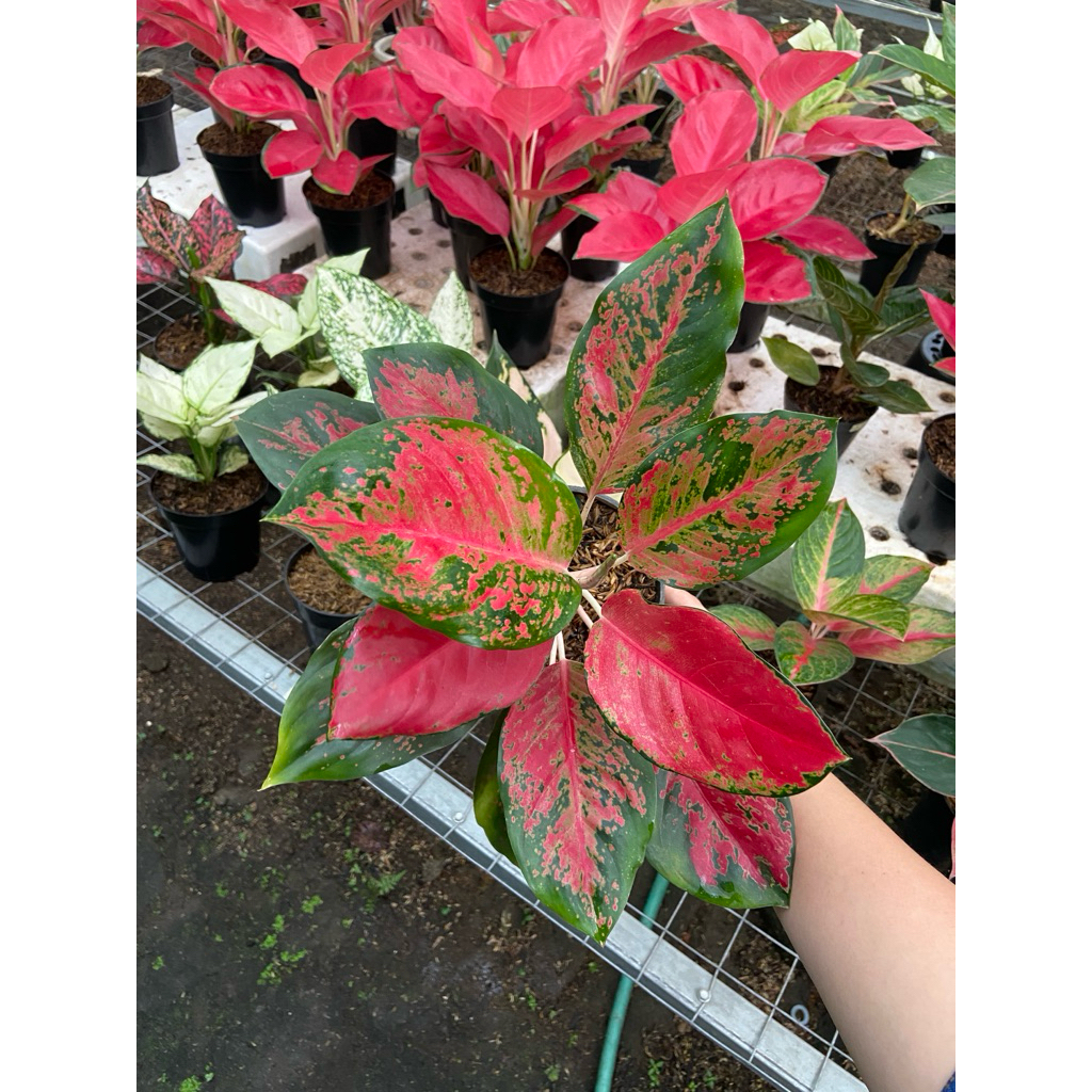 AGLONEMA KOCHIN RED ROSE