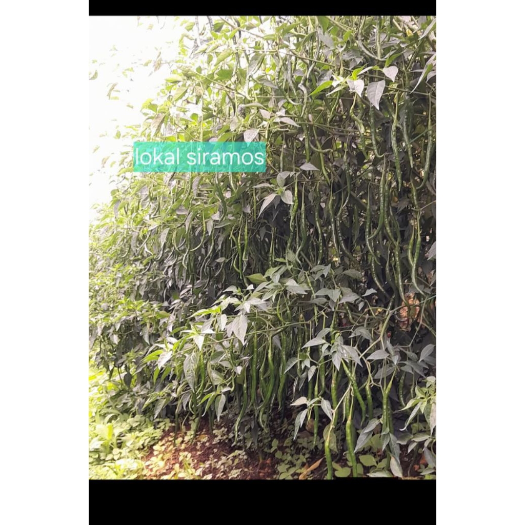 CMK LOKAL SIRAMOS 30 GRAM