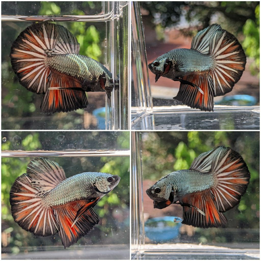 HMPK Copper Nemo SNI