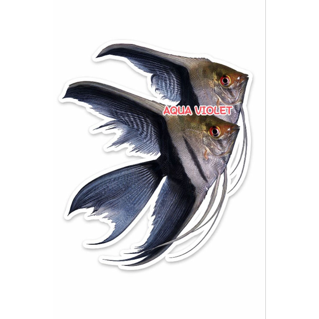 STIKER LUCU EDUKASI UNTUK ANAK, MANFISH / ANGELFISH BW (BLACK WHITE) SLAYER 4 BIJI