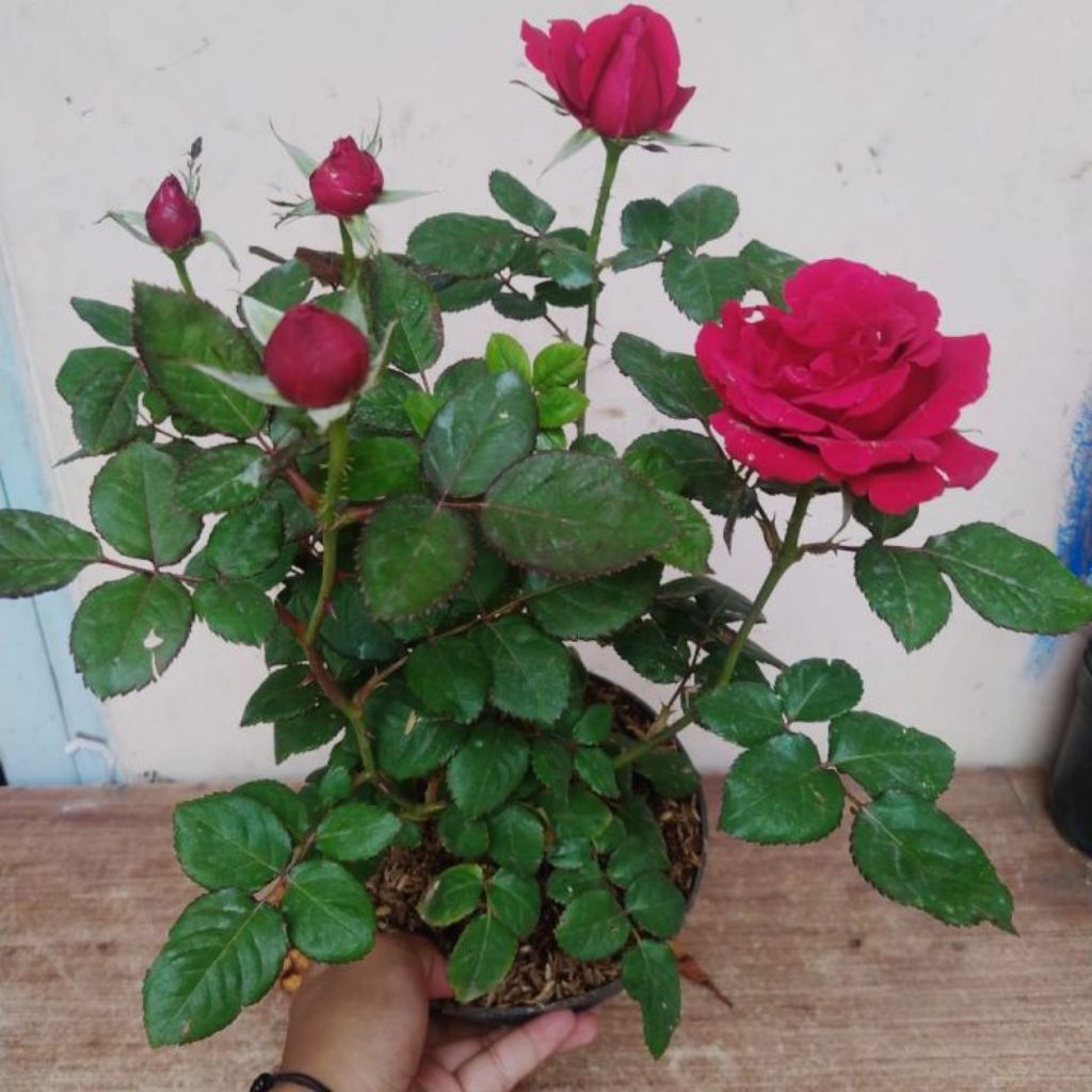 Tanaman hias Mawar Bunga RANDOM (merah/putih/pink/hitam) segar rimbun