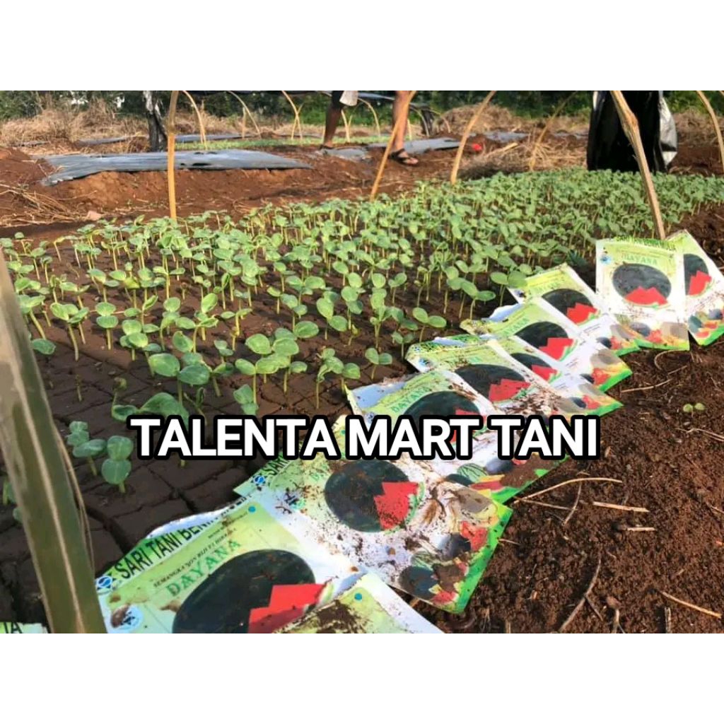 Benih Bibit Semangka Non Biji Dayana F1, Tipe Lonjong Oval Tipe juve Prime (Tahan Penyakit dan Produ