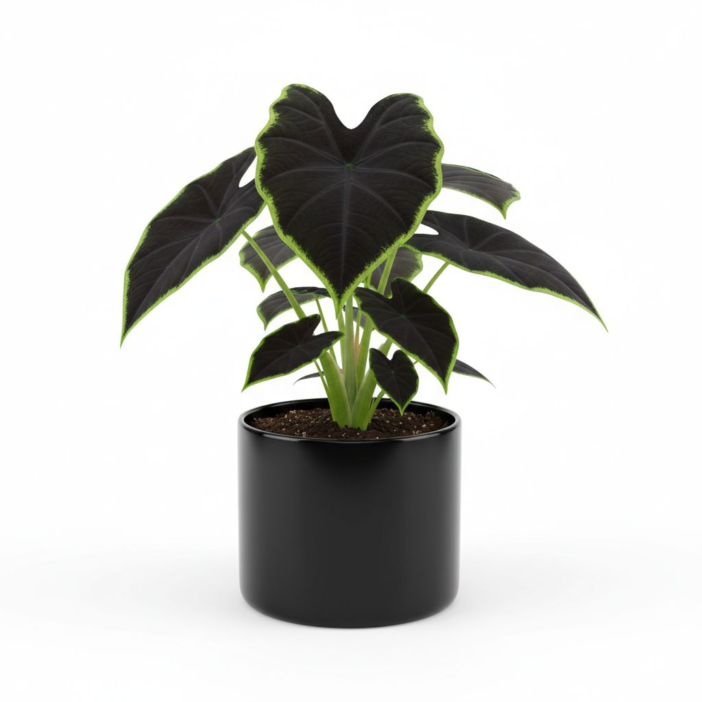 Tanaman hias hidup caladium black magic - pohon caladium black magic - keladi black magic - tanaman 