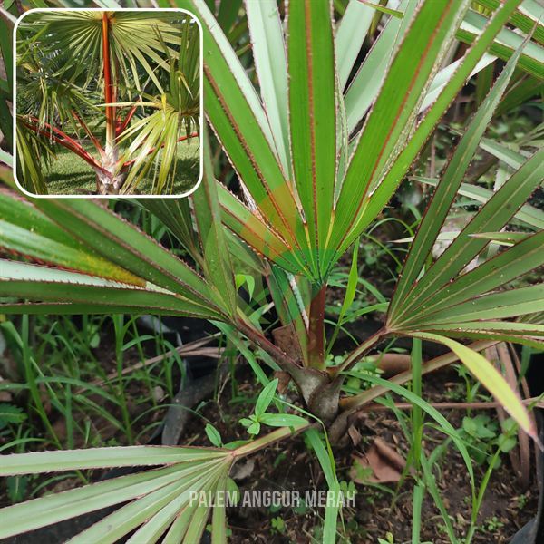 Tanaman Hias Bibit Palem Anggur Merah Langka