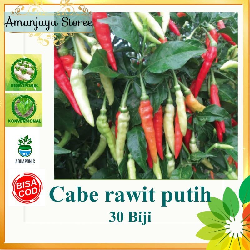 25 BIJI BENIH CABE RAWIT SIGANTUNG