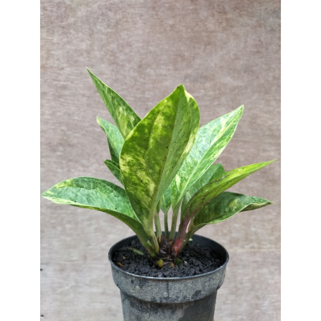 Anthurium tanduk mangkok varigata