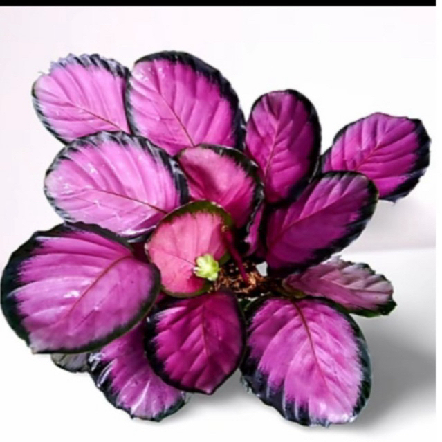 tanaman hias calathea crimson daun rimbun