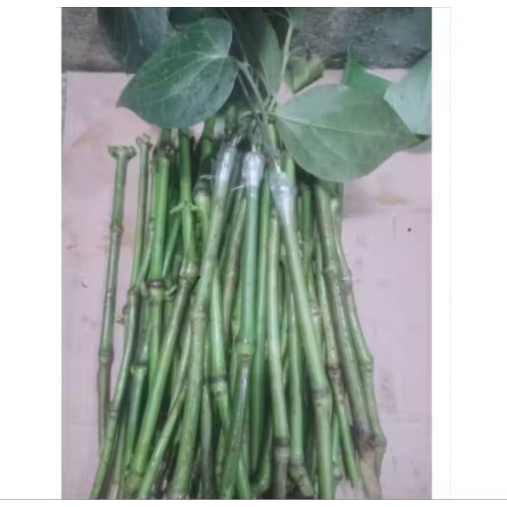 50 Bibit Melada Bahan Sambung Lada/Melada Lokal Bahan Sambung - siap tanam