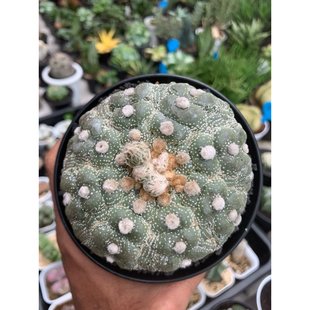 Astrophytum asterias ‘Kikko Lizard Skin’