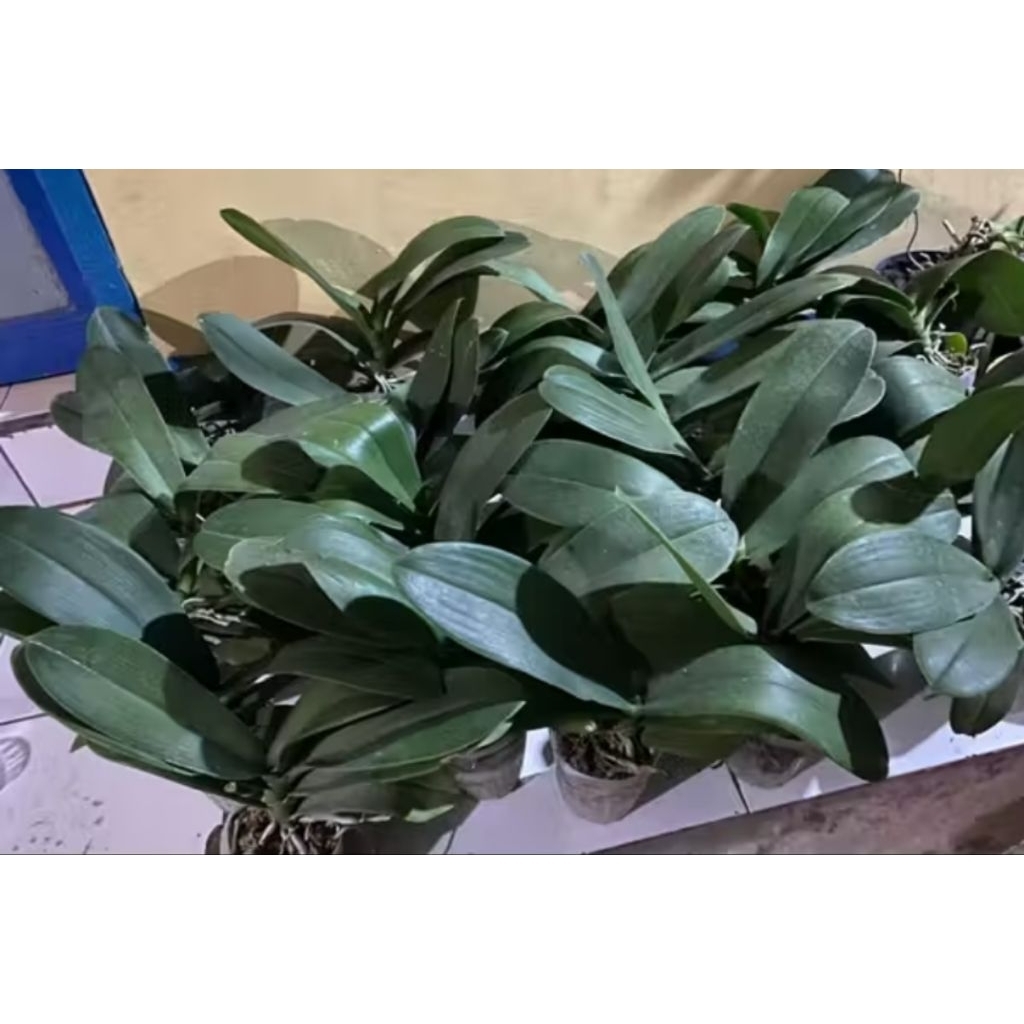 anggrek bulan jumbo pasca berbunga (bunga randem)