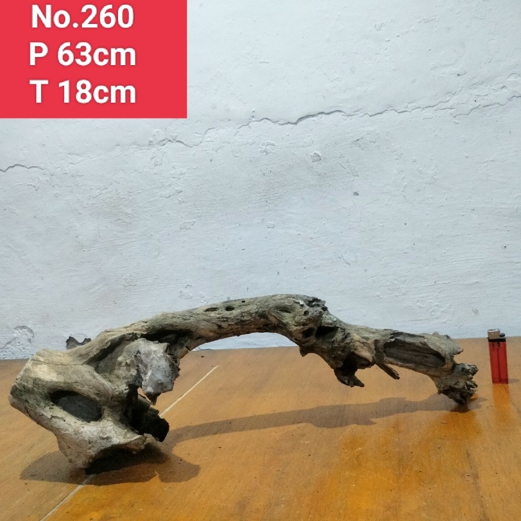 akar santigi laut akar santigi Lanang akar dekorasi aquascape aquarium 260