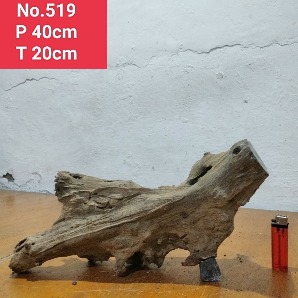 bonggolan akar santigi laut kayu santigi laut 519