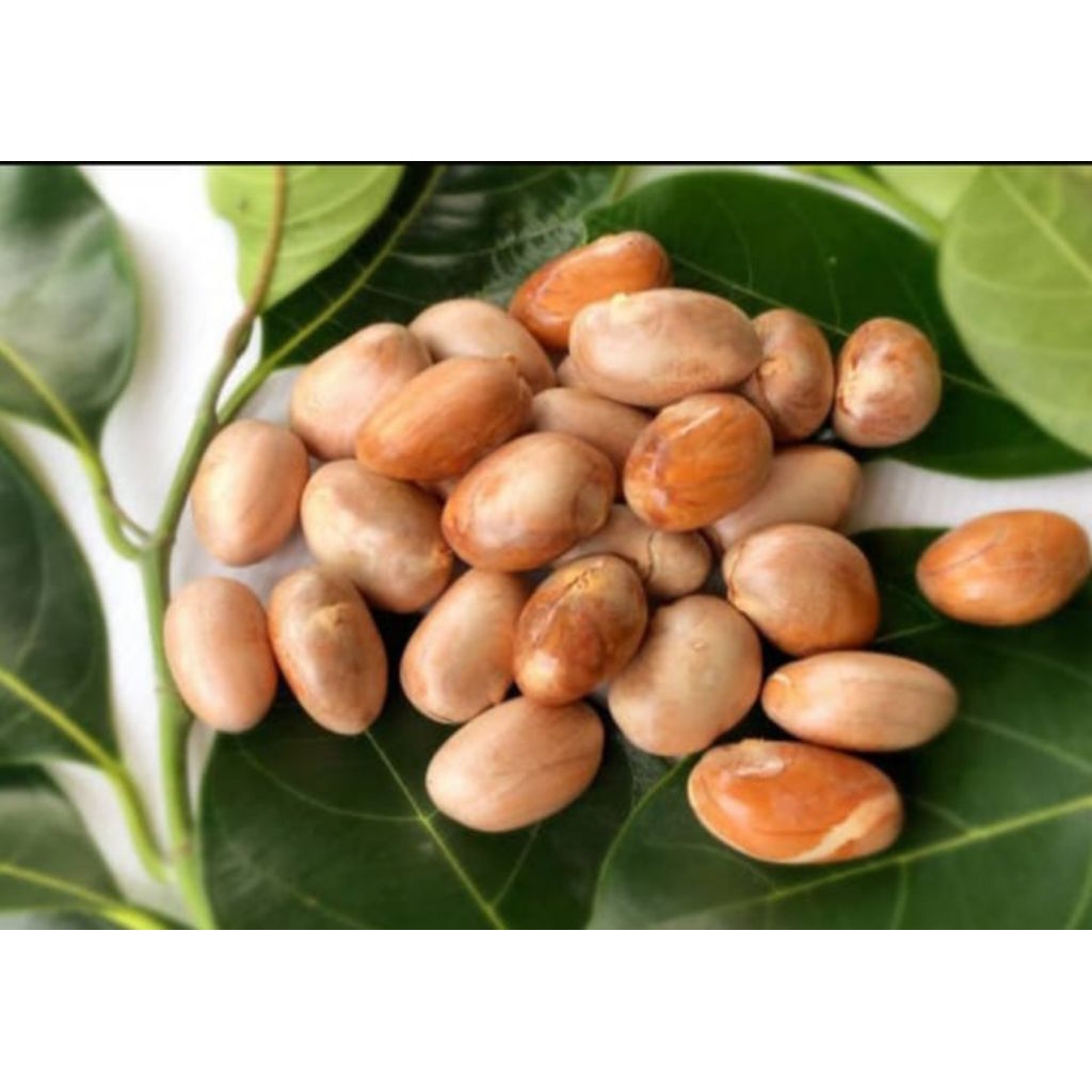 juak biji nangka segar 1kg