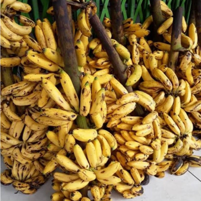 KIRIM INSTAN PISANG ULI 1 SISIR MATANG MANIS FRESH