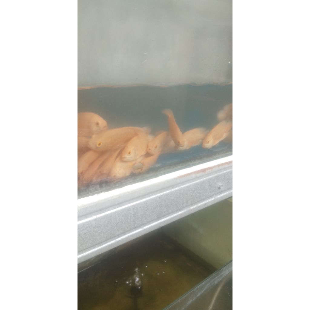 OSCAR TIGER ALBINO UKURAN 8-10 CM