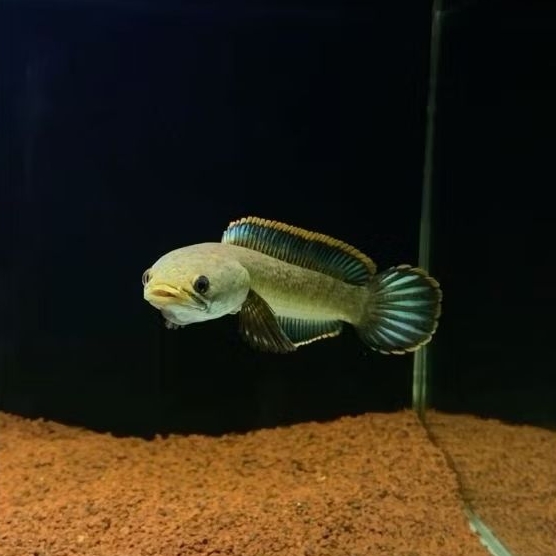 Channa Limbata Wc Rim Tebal Size 9-13 Free Sticker