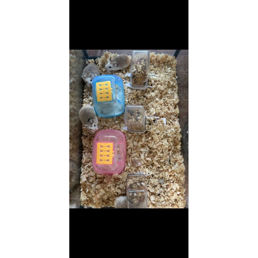 Hamster Roborovski Imut, Lucu, Jinak, Gemuk (Hamster Roboroski/Roborovsky)