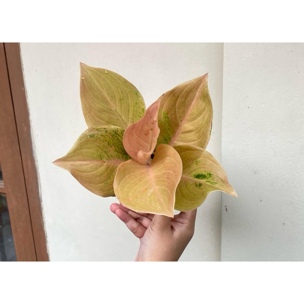 Aglaonema Golden Love & Koomkon Yellow