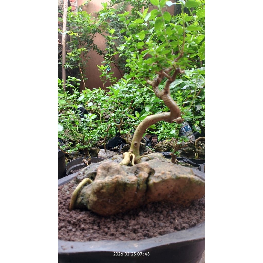 Bonsai mame sancang On the Rock setengah jadi
