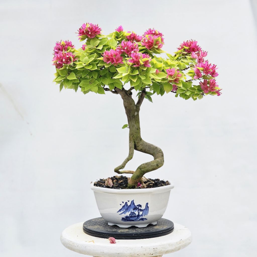 Bonsai Bougenville Import ID Singapore Jewel Moonlight Size M