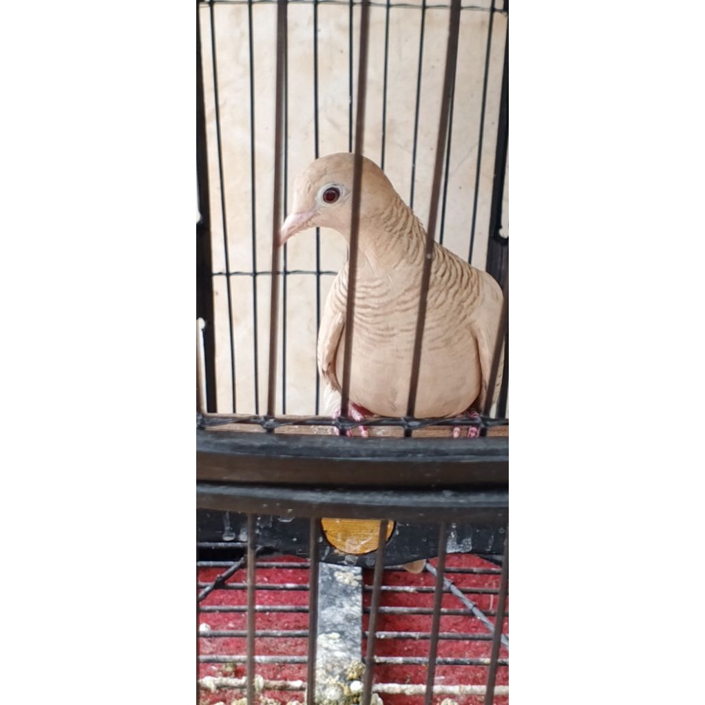 perkutut udan mas mata merah kalung tepung jantan dewasa gacoran/Lampung& jambi bisa kirim