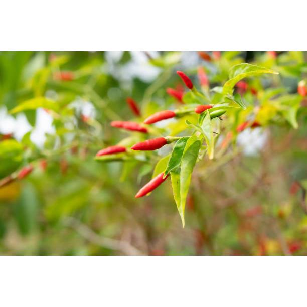 GUDANG BENIH - BENIH RAWIT VIRAL