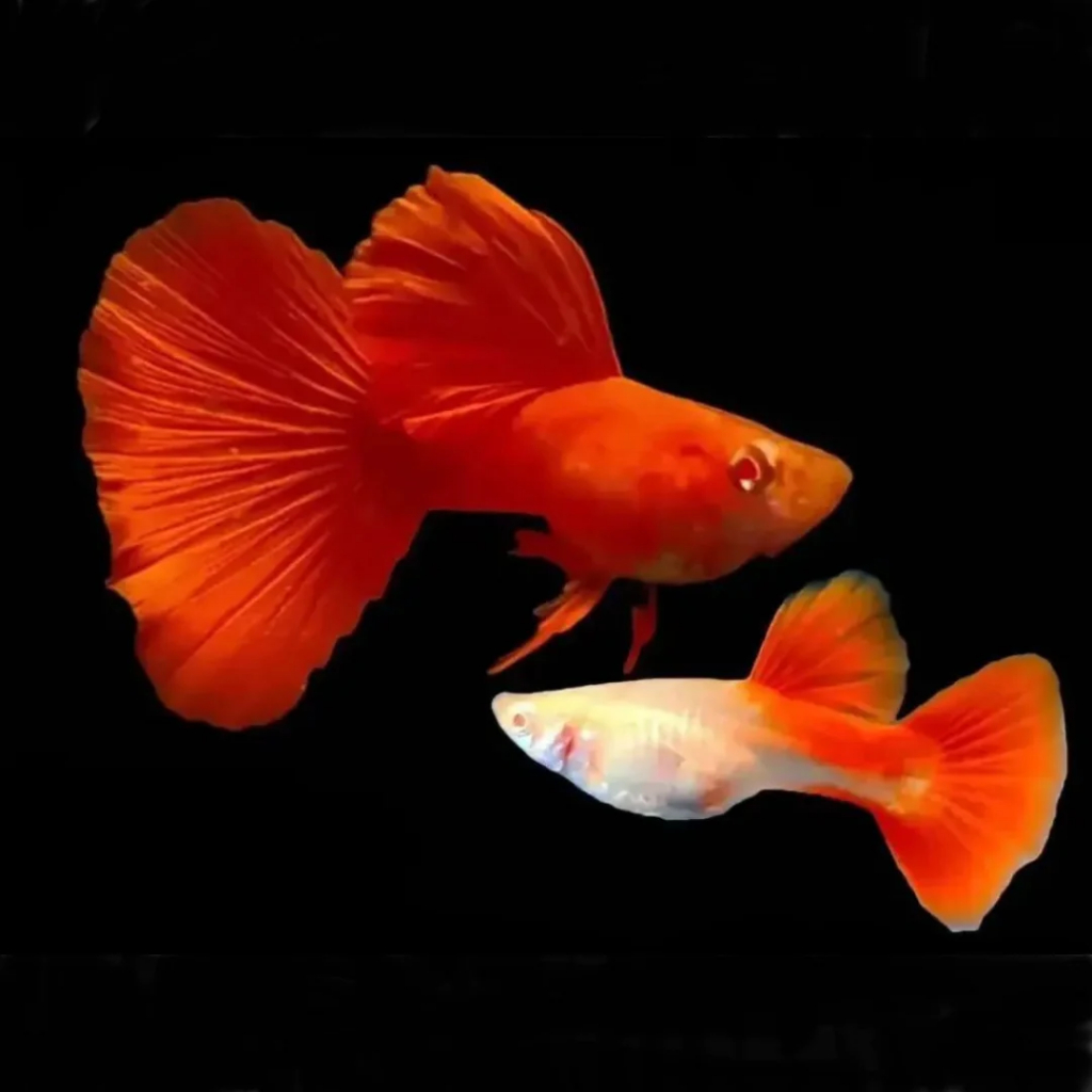 ikan guppy albino full red / GUPPY ALBINO FULL RED (AFR)