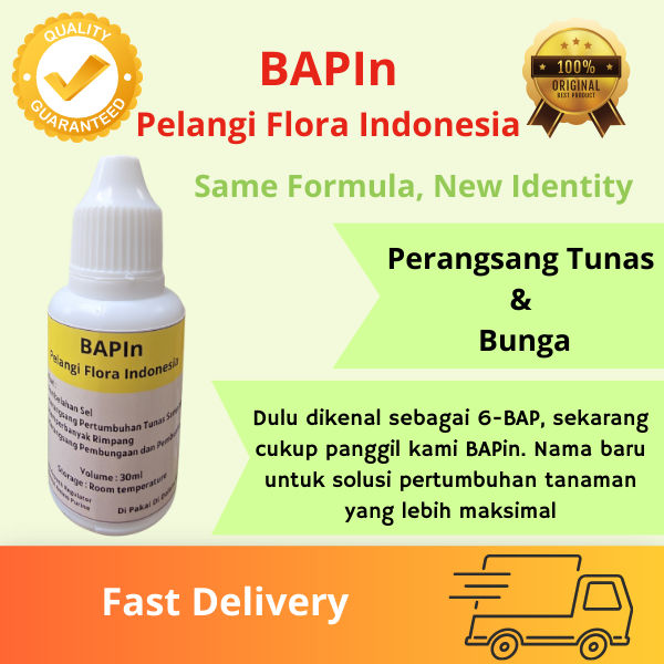 Hormon Pembungaan Anggrek 6-BAP | 6 BAP Untuk Membungakan Dan Menumbuhkan Tunas Anggrek