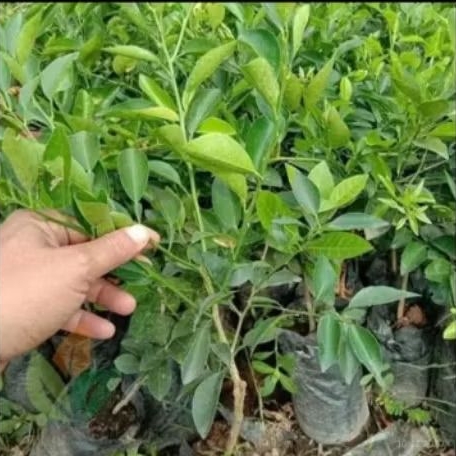 tanaman jeruk limau/jeruk sambel