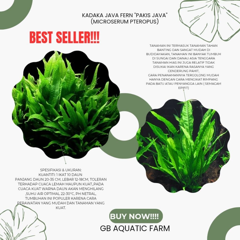 kadaka java fern tanaman aquascape