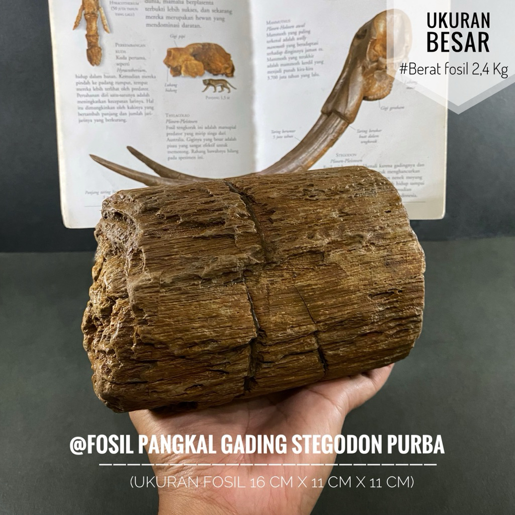 Fosil Pangkal Gading Stegodon Purba R8 atau Fosil Potongan Gading Stegodon atau Fosil Mamalia atau F
