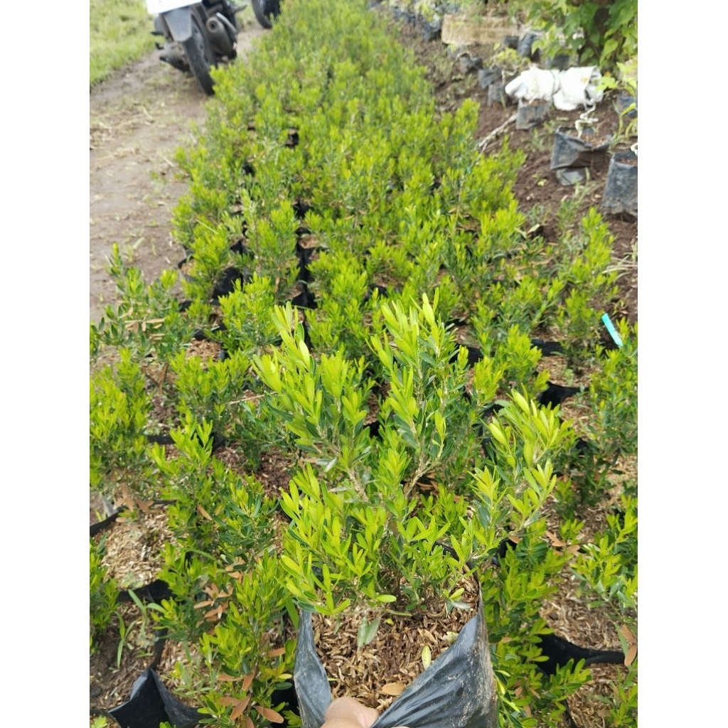 boxsus super mantap bahan bonsai 50 ribu dapat 10 pohon boksus