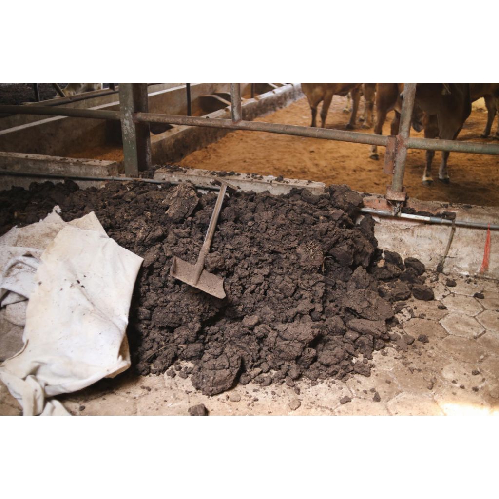 pupuk azola Fermentasi dari kohe lembu+ kohe ayam + organik lainnya