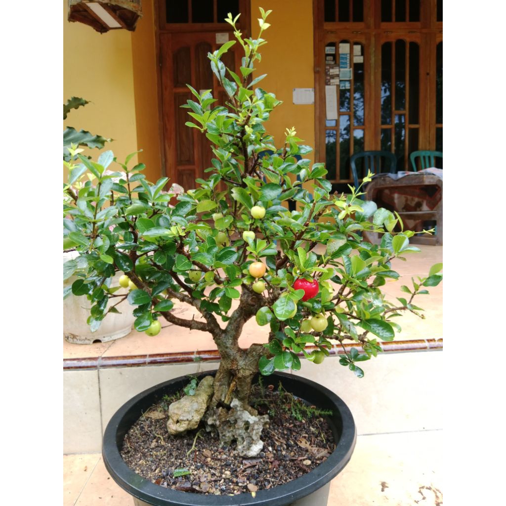 Bahan Bonsai Sianci | Bonsai Sianci Kecut