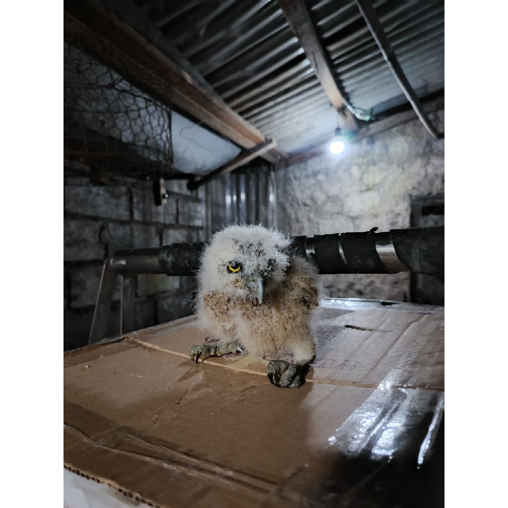 BUFFY FISH OWL/BURUNG HANTU LIMBAD