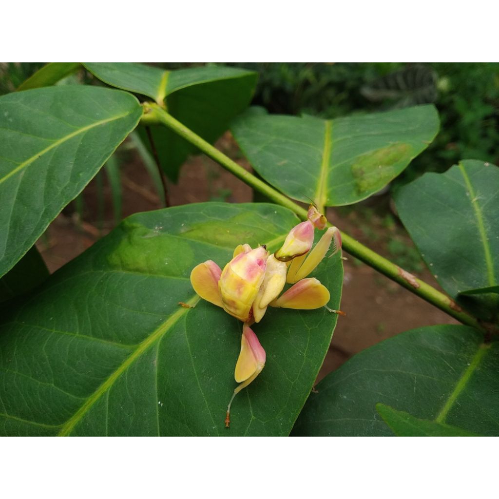 Orchid mantis yellow
