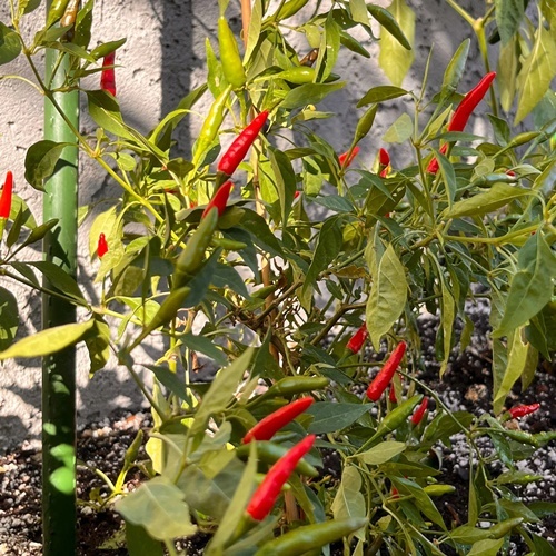3 Biji Benih PEPPER Thai Super Hot F1
