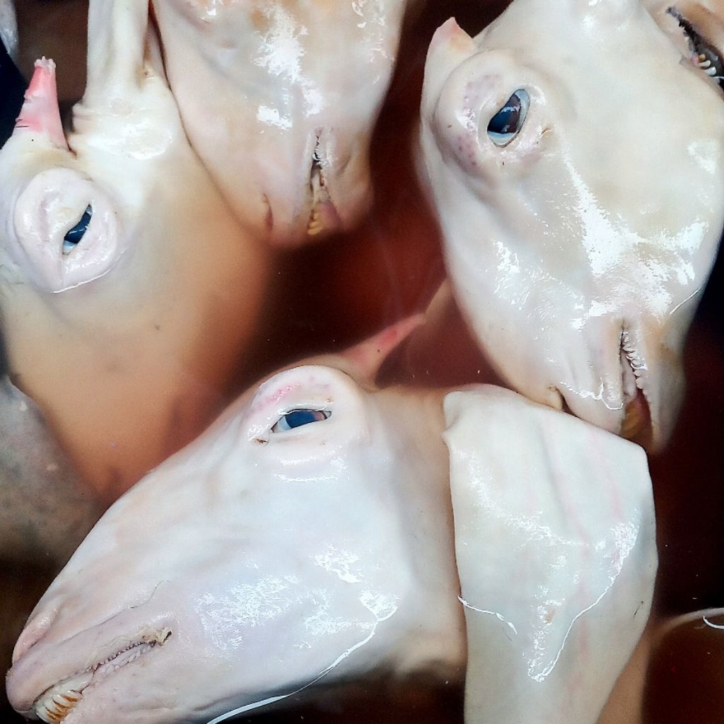 Kepala kambing utuh