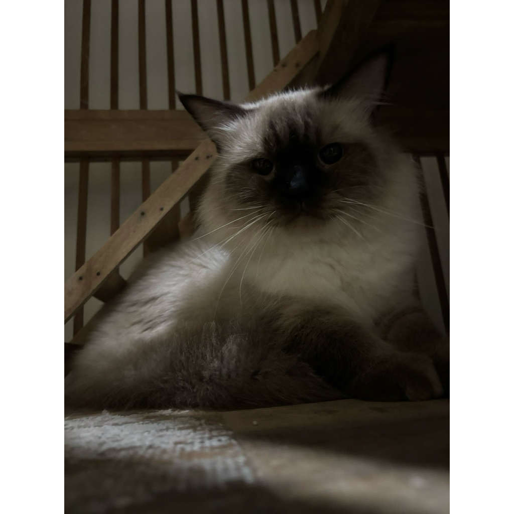 ragdoll sealpoint jantan