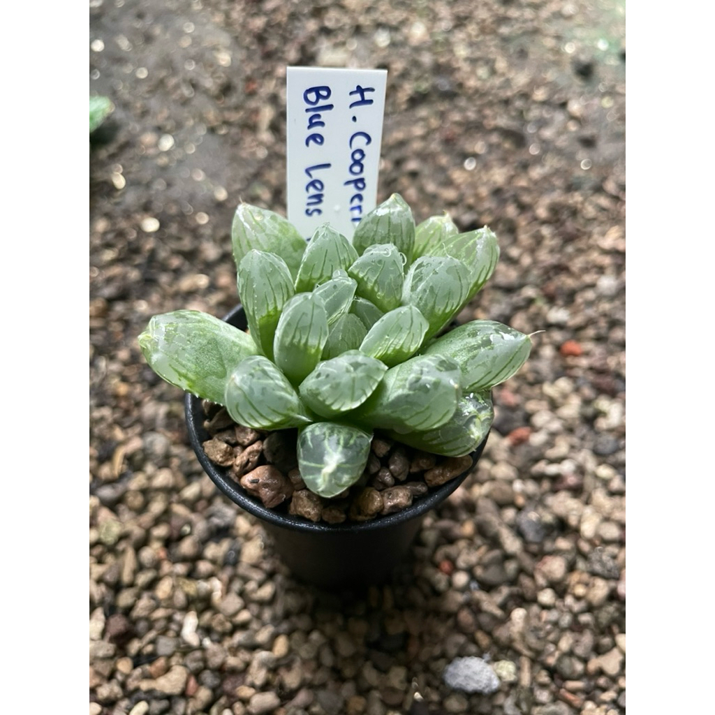 Haworthia Cooperi Blue Lens