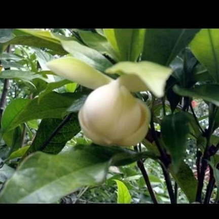 bibit cempaka gondok