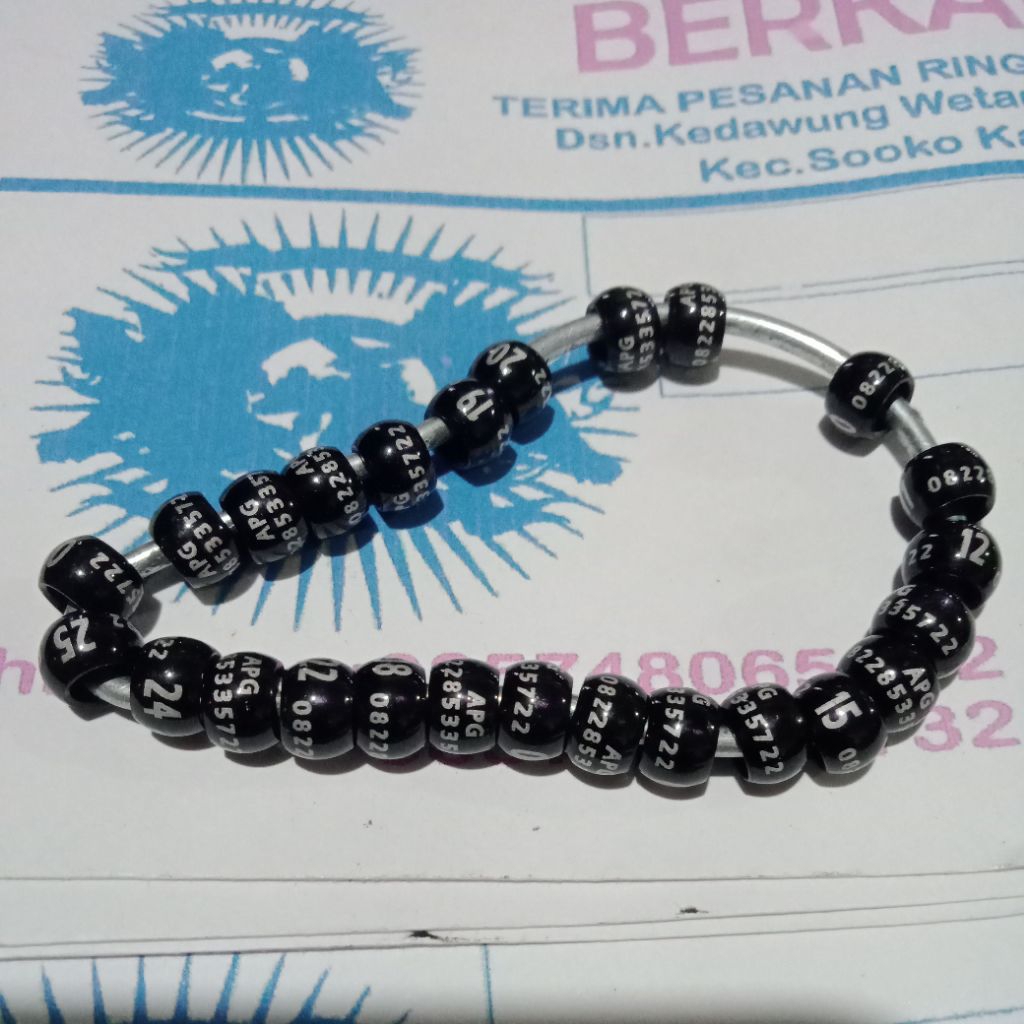 ring burung murai dewasa