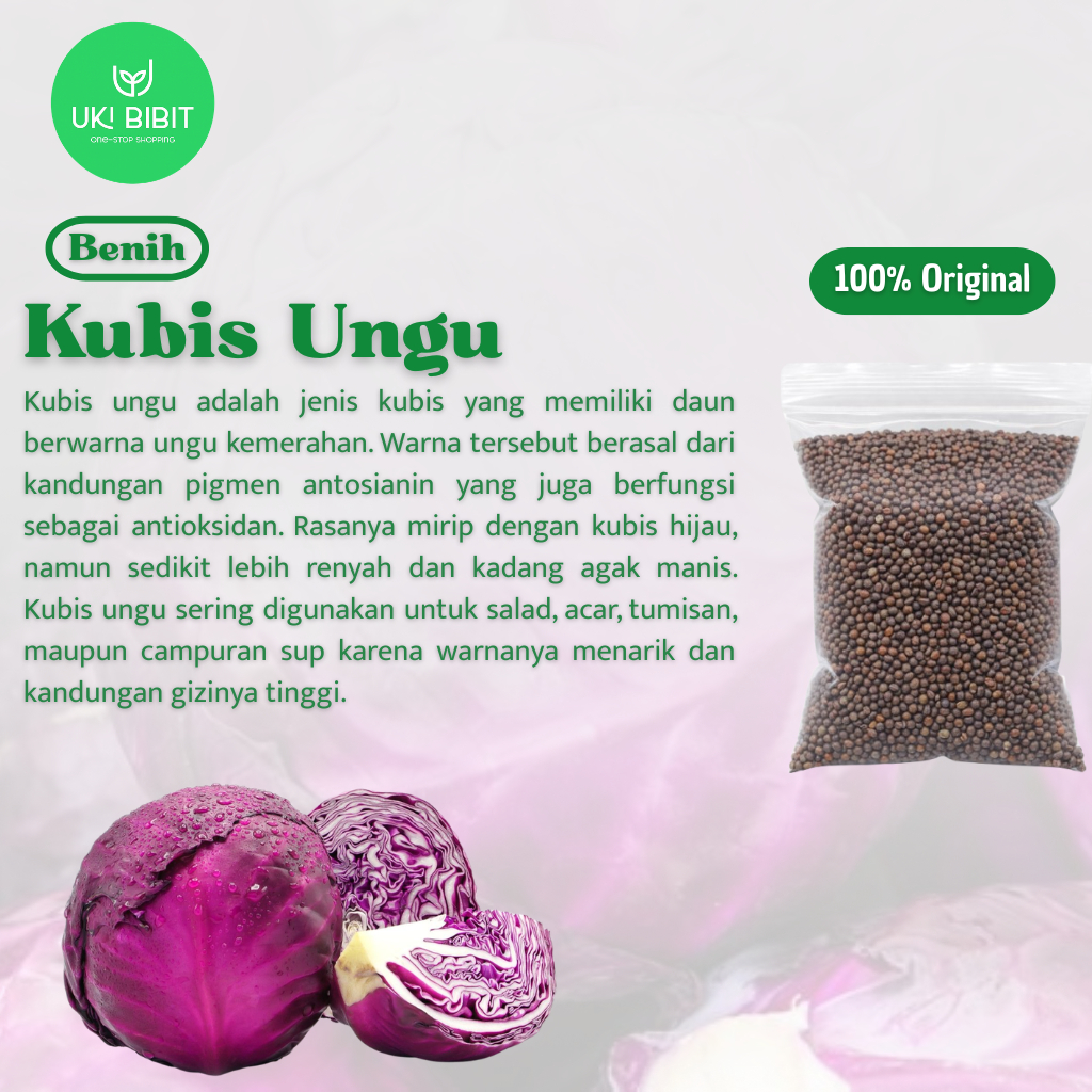 ( 10 Butir ) Benih Biji Kubis Ungu | Kol Ungu