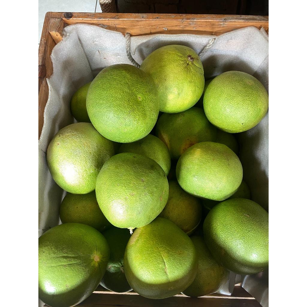 pamelo, jeruk pamelo, jerum pamelo segar